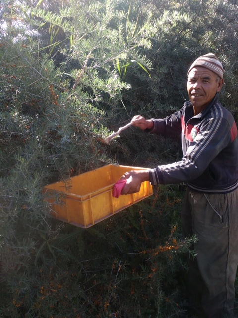 Farmer harvesting sea buckthorn berries direct from the plant