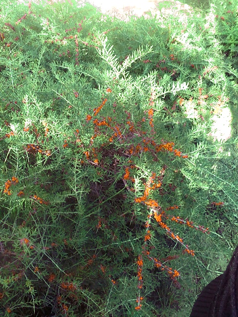 Sea buckthorn berries growing on the bush — direct from source
